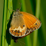 Okáč strdivkový - Coenonympha arcania (Linnaeus, 1761)